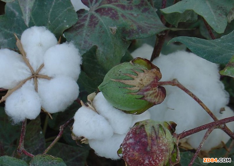 �����ޮa(ch��n)�I(y��)���F(tu��n):����õ��޻�����õļ�