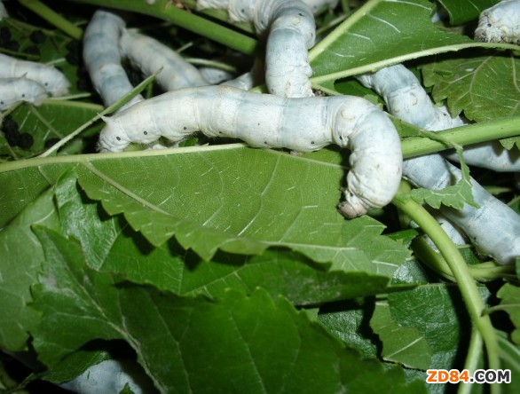 ���ϭ��пh�������������Q�ɹ�����