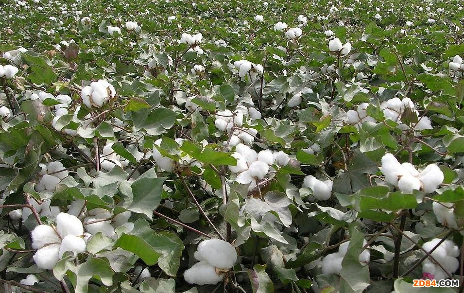 ���Ժ�������޻����a(ch��n)���¿����Դ� ���a(ch��n)������600�f������