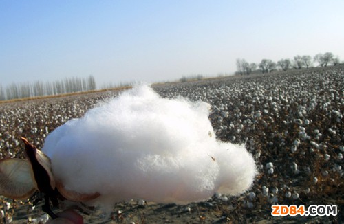 新疆大風(fēng)能否吹“綻”棉花