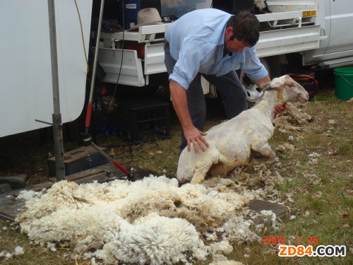 �Ĵ������A�y��ë�a(ch��n)�����½�