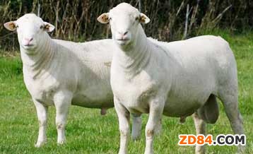 ����͢��ë�Ј�(ch��ng)����C�Ϸ���