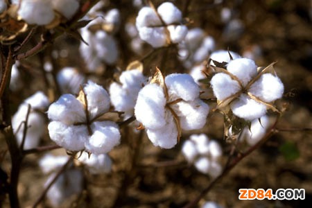 �������� �޻����o(h��)�r(ji��)�Ճ�(ch��)�ֳ���Ӱ