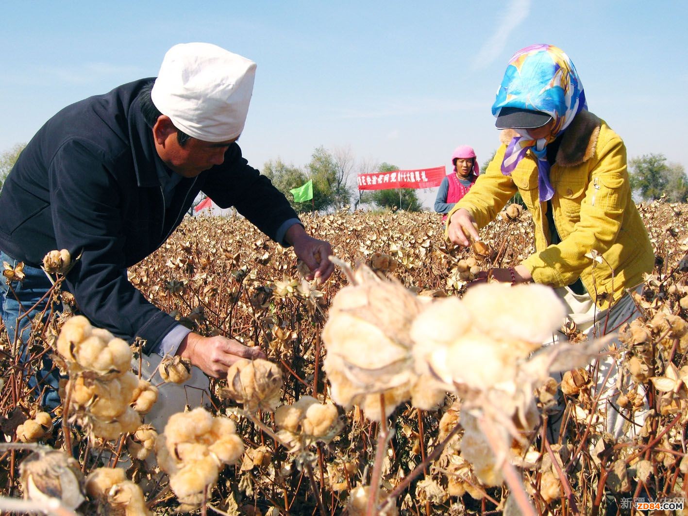 新疆兵團(tuán)今年計(jì)劃引進(jìn)拾花工25萬人