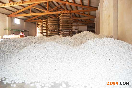 廣西寨沙鎮(zhèn)第三批春繭質(zhì)降價(jià)跌 第四批即將上市