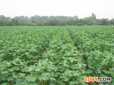 �ރr���� ���޷Nֲ�ή��