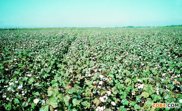 2012��Ƚ��K�޻��Nֲ��e�p�ٽ�19%