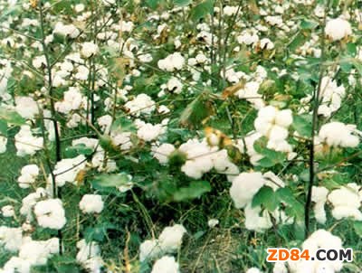 江蘇棉花受干旱影響總體長勢較差