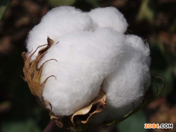 棉花拋儲(chǔ)仍為傳言 ICE需要確認(rèn)方向