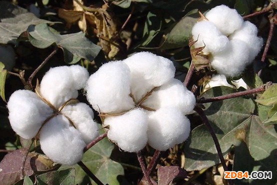 美國(guó)皮馬棉種植面積大幅調(diào)減