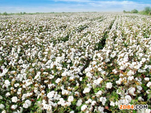 湖北紡織企業(yè)轉(zhuǎn)用外棉、外紗 存棉企業(yè)虧本銷售