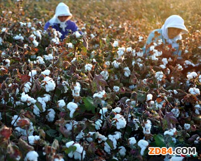 鐵路搶運(yùn)棉花助推新疆經(jīng)濟(jì)發(fā)展