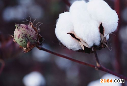 棉價(jià)居高 服裝企業(yè)及消費(fèi)者自保“有招”