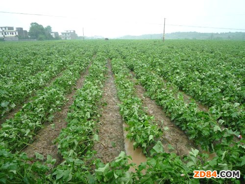 ɽ�|�����ꌦ�»��L��Ӱ푲���