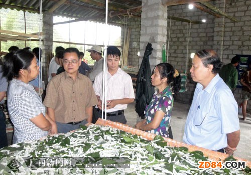 廣西那坡跨國桑蠶合作實現(xiàn)互利共贏