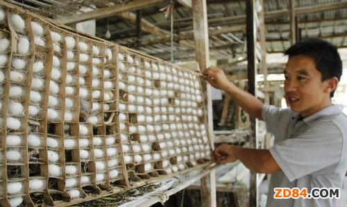 重慶黔江養(yǎng)蠶大戶桑園套種杭白菊 發(fā)家致富作表率