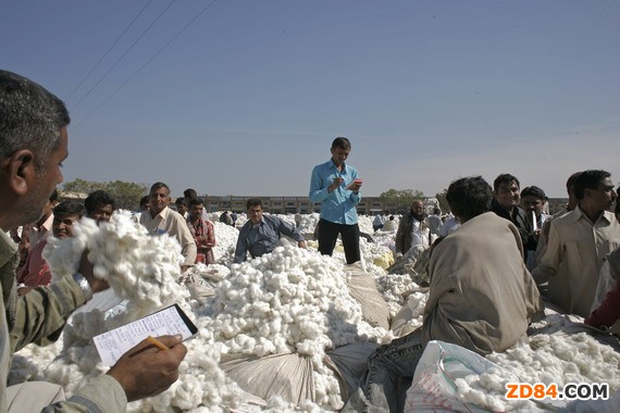 印度植棉區(qū)降雨量不足 棉花出口或將受限