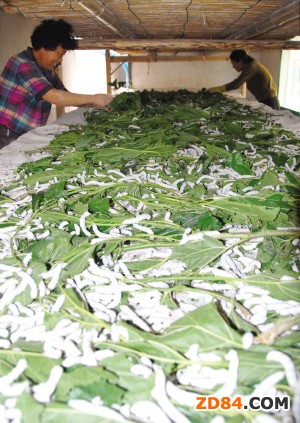 �ؑc�(ji��)���l(f��)��7000�����N�Q �a(ch��n)ֵ���_(d��)730�fԪ