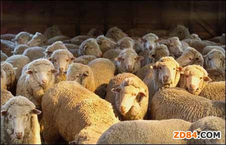 經(jīng)濟(jì)不景氣沖擊羊毛市場