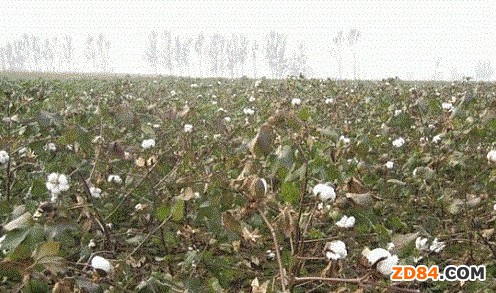 �����޻��B��5�δ��� �p�a(ch��n)�s10%