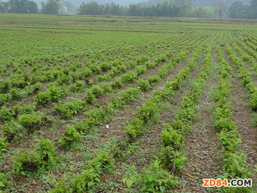 廣西宜州桑園長(zhǎng)勢(shì)良好 秋繭養(yǎng)蠶工作陸續(xù)展開(kāi)