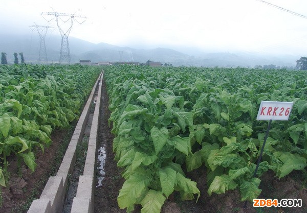 ���Ͼ��|�h���Qɣ����Gɫ�a(ch��n)�I(y��)�l(f��)չ��ϣ��