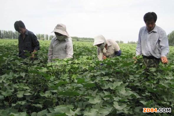 �ӱ����ݽ���������p�a(ch��n) ���������t�_��