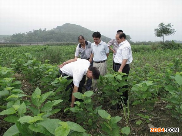 �V���h(hu��n)����һ��ɣ�Q���I(y��)���������