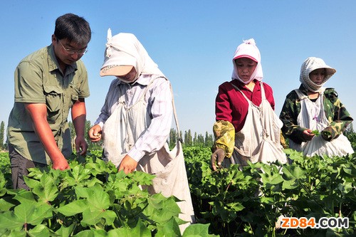 河北保定降雨致新棉減產(chǎn) 棉企計(jì)劃9月中旬開秤