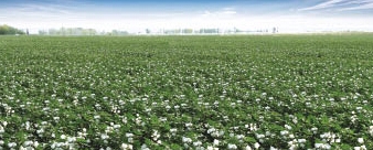 新疆召開(kāi)棉花工作電視電話(huà)會(huì)議全面部署棉花收儲(chǔ)運(yùn)銷(xiāo)工作