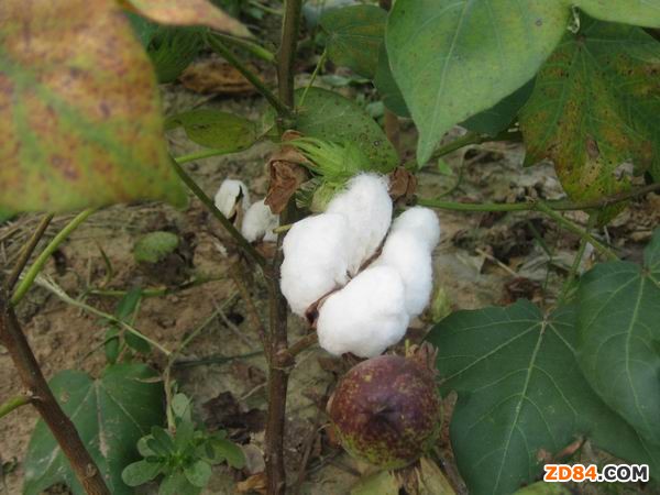 ɽ�|�����޻��ܞ�(z��i)�p�a(ch��n) ���r(n��ng)����ֵ���