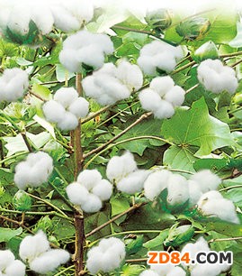 �Ĳ�ί�M(li��n)���{�нM���½��{���޻�����