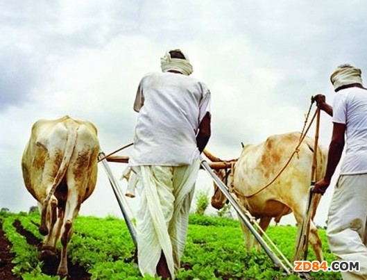 印度季風復活給棉農(nóng)帶來希望