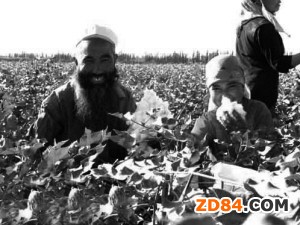 印度棉花產(chǎn)量下降可能沖擊紡織公司