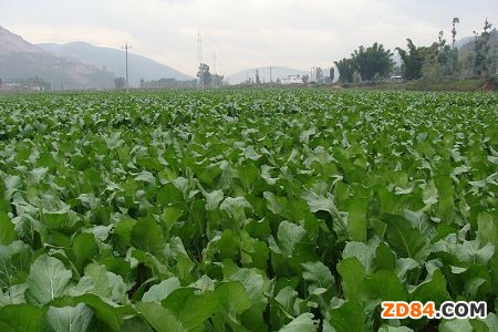 �ؑc�������Q�������a(ch��n)����