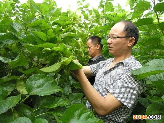 嘉興晚秋蠶10月23日大批上簇