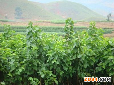 浙江淳安全面做好桑樹病蟲害冬季綜合防治工作