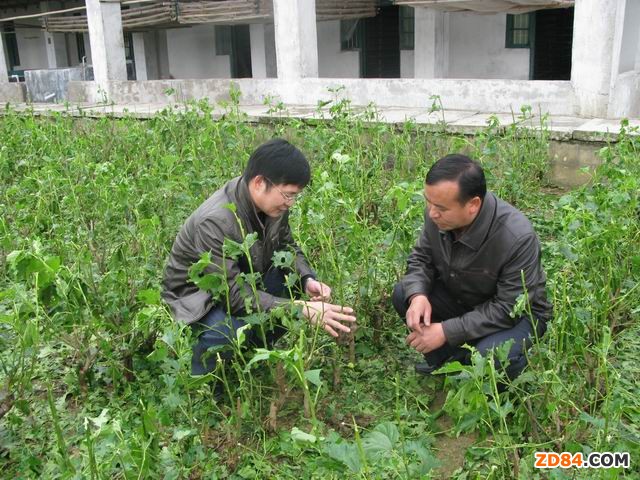 �V���h(hu��n)���Q�r�l(f��)����ɣ�~�ɼ���