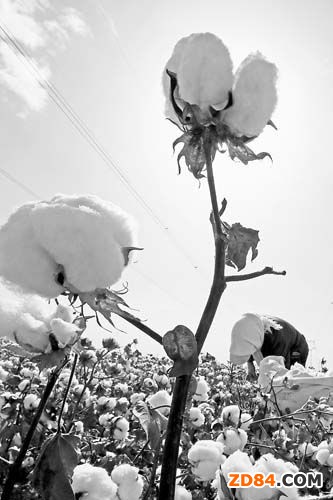 ���r(n��ng)���½����ܲ�ժ�޻�