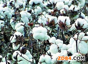 �½��ރr(ji��)��(w��n)�����y��(w��n) �Ј�(ch��ng)���N�m�Y(ji��)